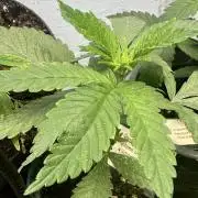 Ddos#33🇺🇸🔥👌