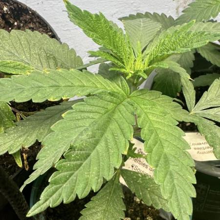 Ddos#33🇺🇸🔥👌