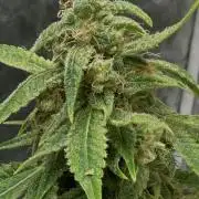 Sunset sherbert go fast