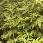 Kannabias new release zoap rose🌹