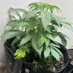 Northern lights by divine seeds!