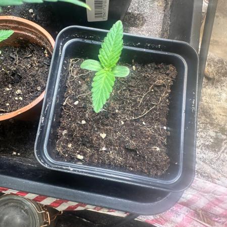 Green cure cbd zamnesia🍀