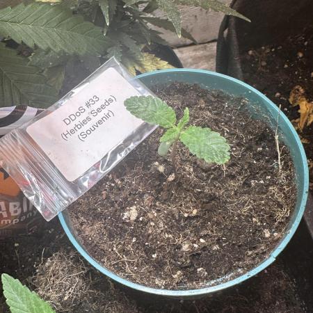 Ddos#33🇺🇸🔥👌