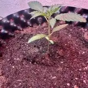 Green cure cbd zamnesia🍀