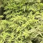 Kannabias new release zoap rose🌹