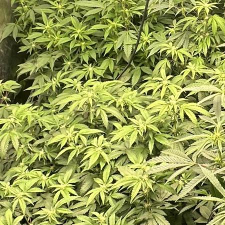 Kannabias new release zoap rose🌹