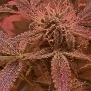 Northern lights by divine seeds!