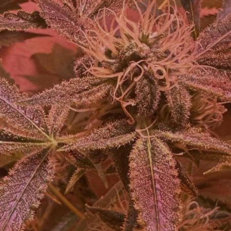 Northern lights by divine seeds!