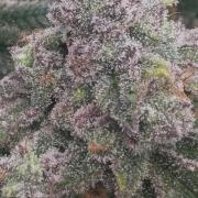 Grand mommy👵😈 purple