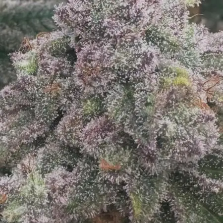 Grand mommy👵😈 purple