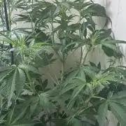 Sunset sherbert go fast