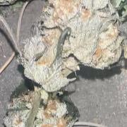 Grand mommy👵😈 purple