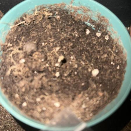 Ddos#33🇺🇸🔥👌