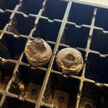 Californian Snow Auto