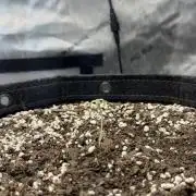 Banana Purple Punch Auto