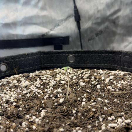 Banana Purple Punch Auto