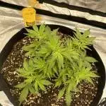 White widow