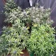 Indoor Grow #7