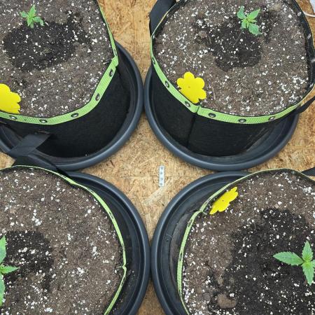 Indoor Grow #7
