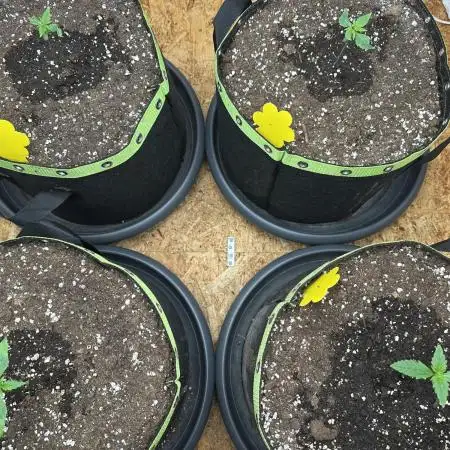 Indoor Grow #7
