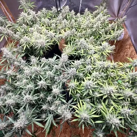 Indoor Grow #6