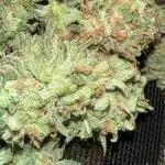 Indoor Grow #6