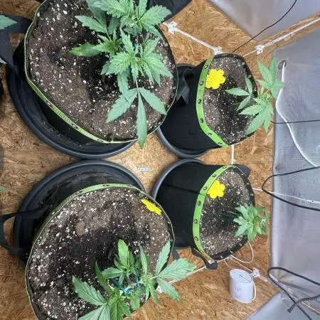 Indoor Grow #7