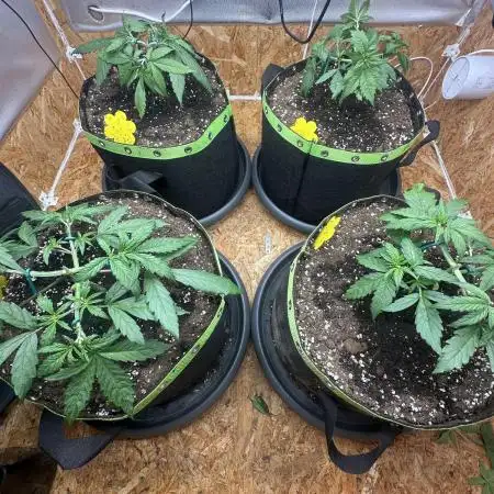 Indoor Grow #7