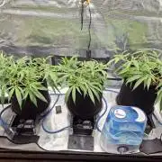 CaH - Steckis @ Coco @ Autopot