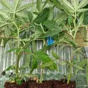 CaH - Steckis @ Coco @ Autopot