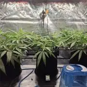 CaH - Steckis @ Coco @ Autopot