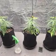 CaH - Steckis @ Coco @ Autopot