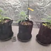 CaH - Steckis @ Coco @ Autopot