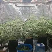 CaH - Steckis @ Coco @ Autopot