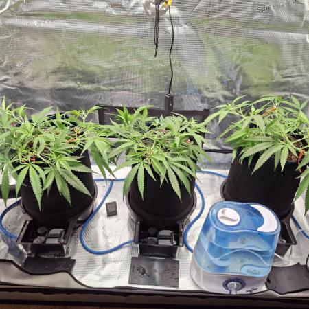 CaH - Steckis @ Coco @ Autopot