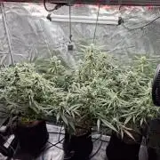 CaH - Steckis @ Coco @ Autopot