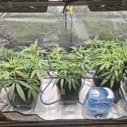 CaH - Steckis @ Coco @ Autopot