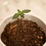 Spring 2019 4x4 Indoor