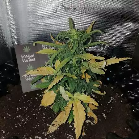 Autoflowering Blackberry