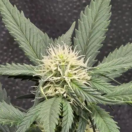 🍊Orange Sherbert Auto🍧