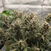 🍓RF3 Strawberry Gorilla🦍
