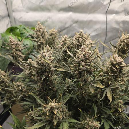 🍓RF3 Strawberry Gorilla🦍