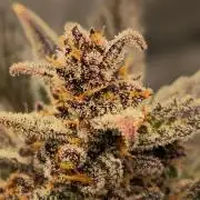 🍓RF3 Strawberry Gorilla🦍