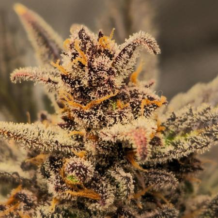 🍓RF3 Strawberry Gorilla🦍