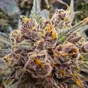 🍓🦍 Strawberry Gorilla Madness