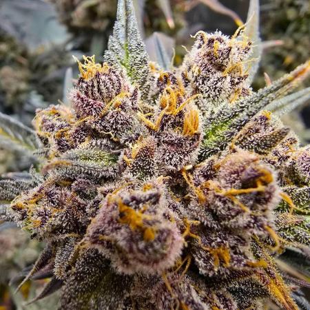 🍓🦍 Strawberry Gorilla Madness