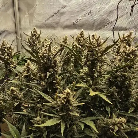 🍓RF3 Strawberry Gorilla🦍