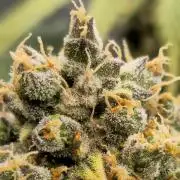 🍊Orange Sherbert Auto🍧