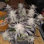 🍓RF3 Strawberry Gorilla🦍