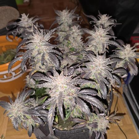 🍓RF3 Strawberry Gorilla🦍